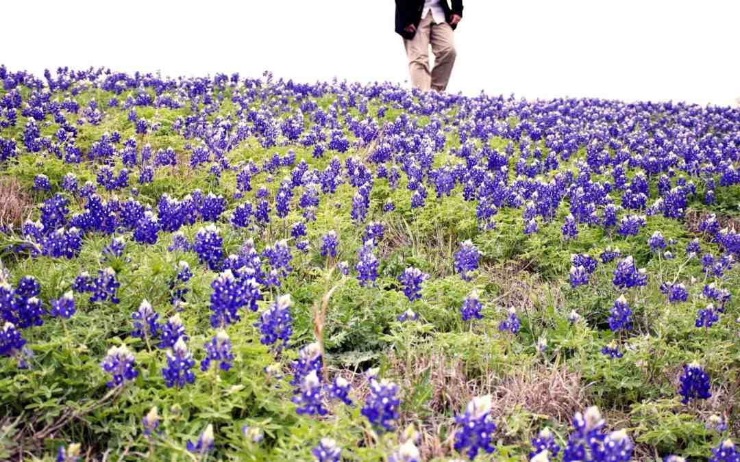 blue bonnet flowers that could cause allergies through AC